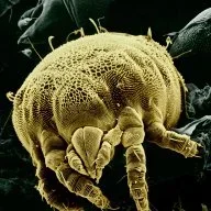 nailparasite