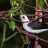 Flycatcher