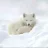 scottfox